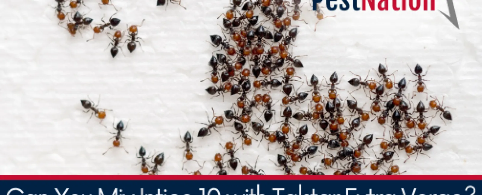 Can You Mix Intice 10 with Talstar Extra Verge? PestNation Explains