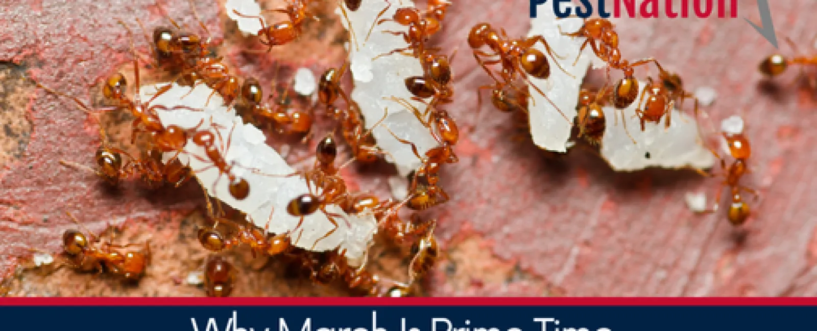 Why March Is Prime Time for Ant Infestations