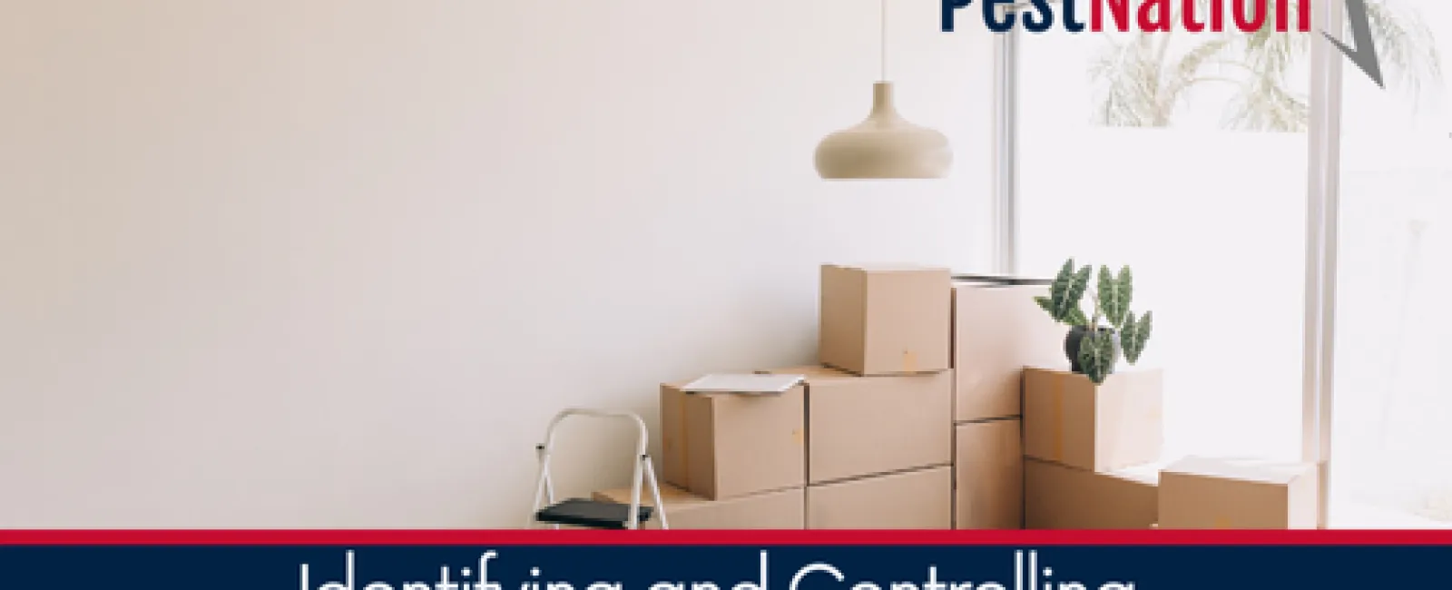 Identifying and Controlling Pest Infestations in Rental Properties