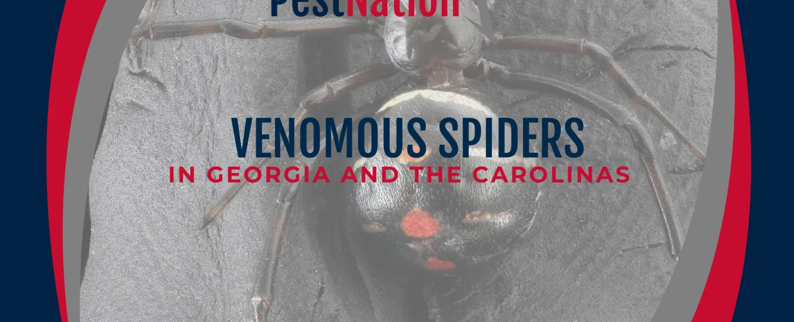 Venomous Spiders in Georgia and the Carolinas
