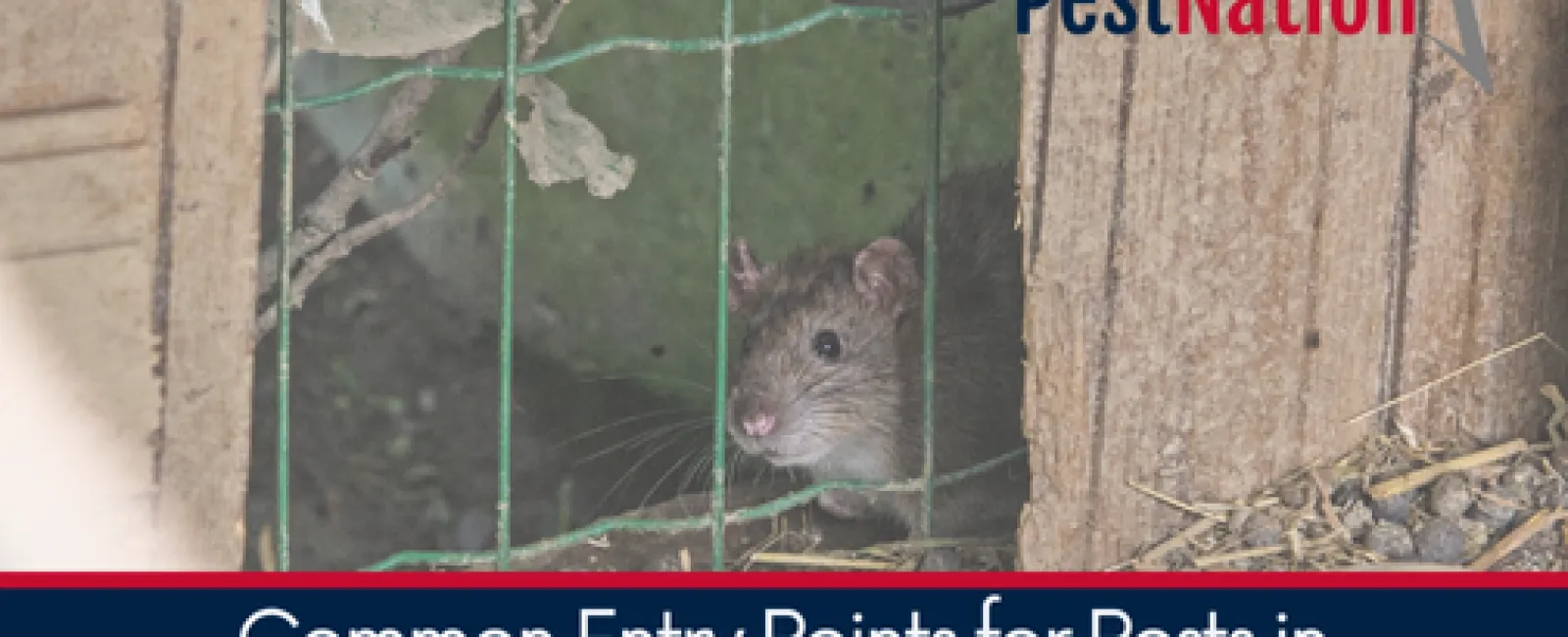 Common Entry Points for Pests in Homes and How to Seal Them