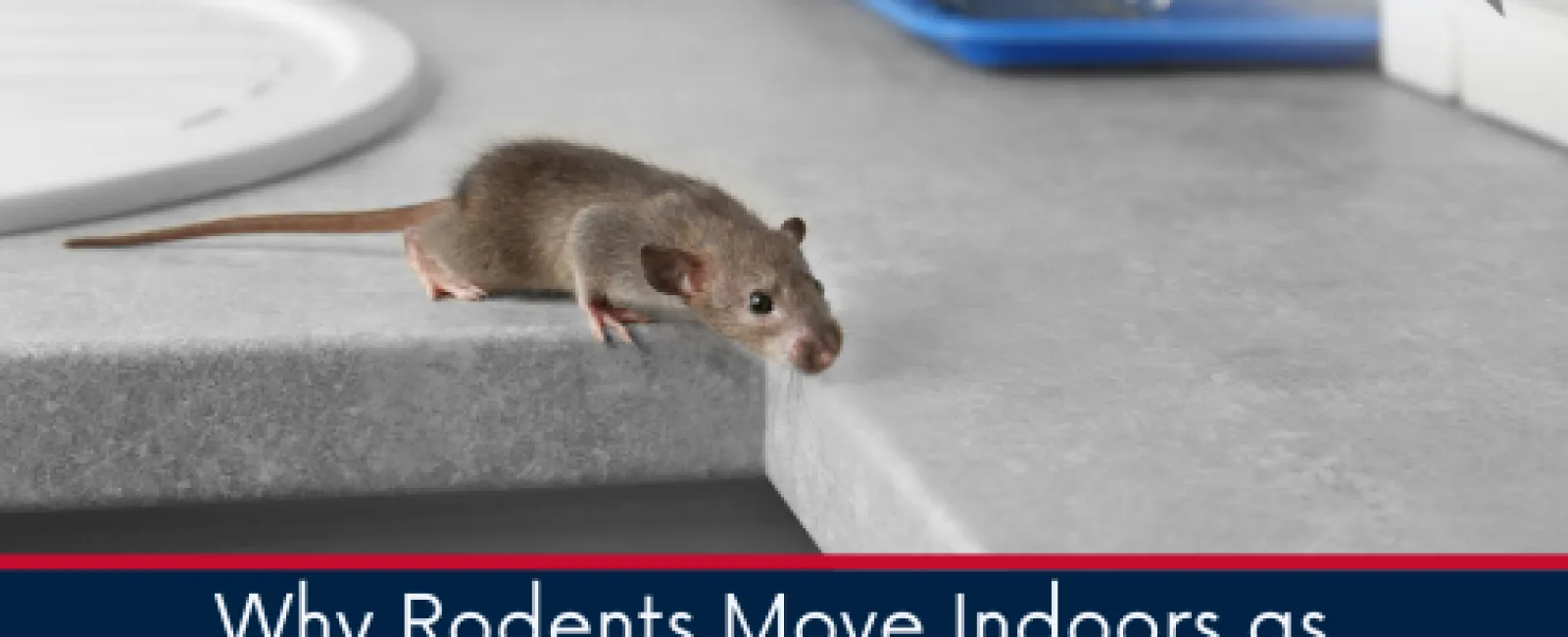 Why Rodents Move Indoors as October Temperatures Drop