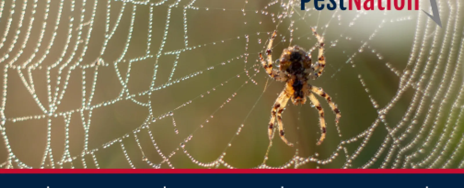 Why More Spiders Are Invading Homes in July