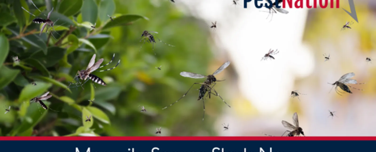Mosquito Season Starts Now: Are You Ready?