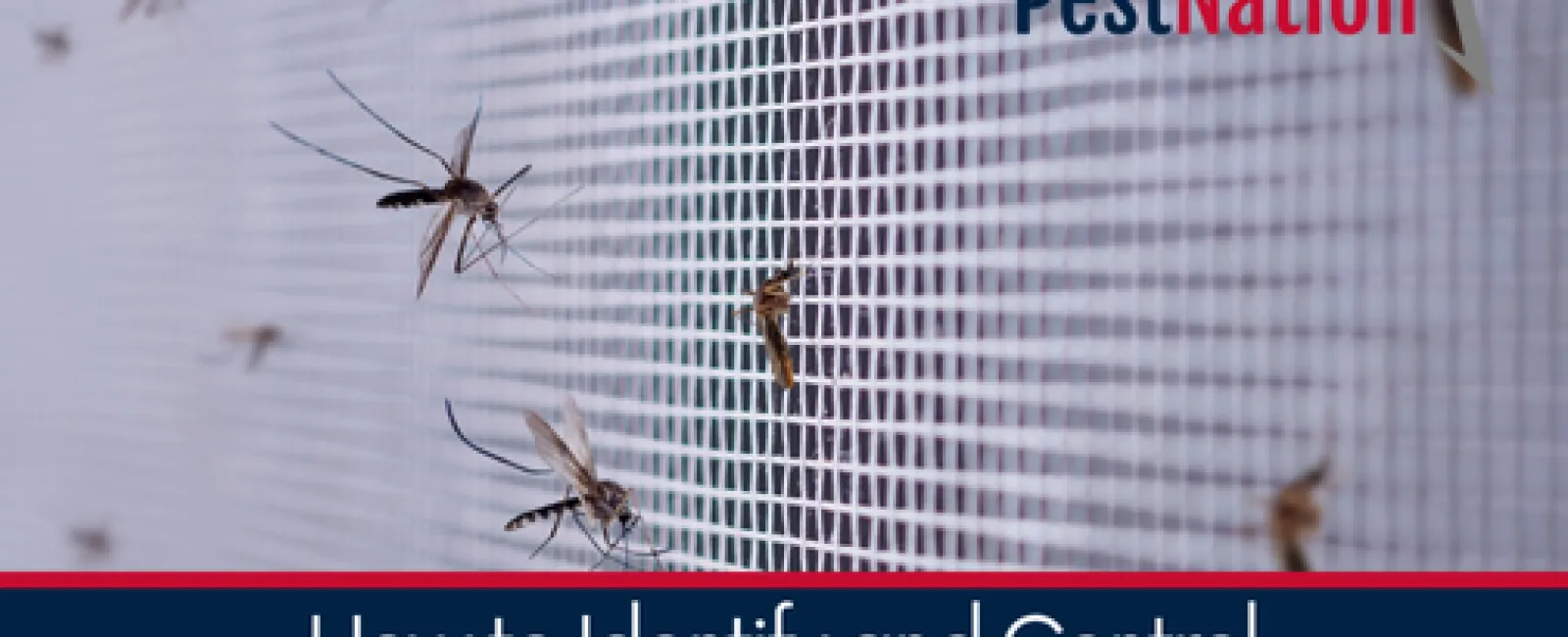 How to Identify and Control Mosquito Infestations in Homes