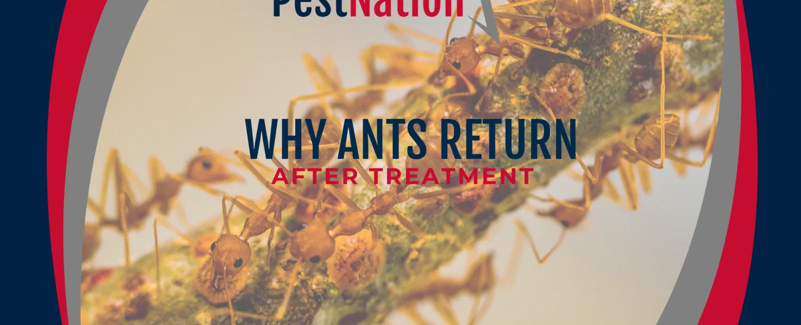 Why Ants Return After Treatment