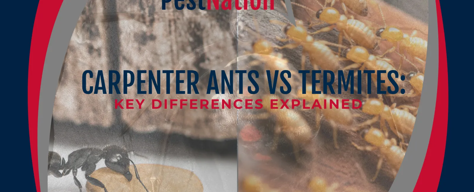 Carpenter Ants vs Termites: Key Differences Explained