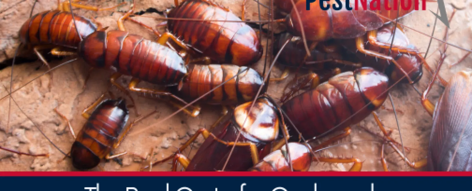 The Real Cost of a Cockroach Infestation in Your Home