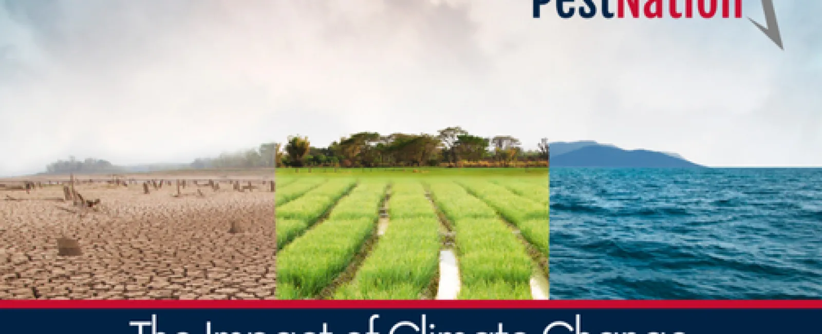 The Impact of Climate Change on Pest Patterns