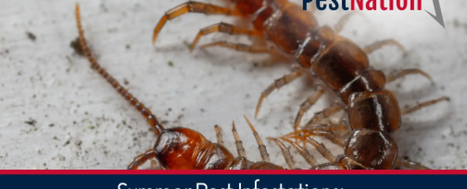 Summer Pest Infestations: Risks of Ignoring the Problem