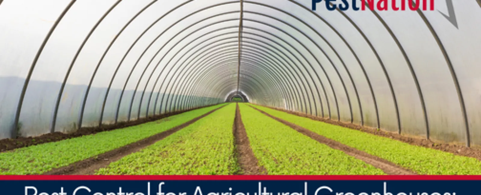 Pest Control for Agricultural Greenhouses: Challenges and Solutions