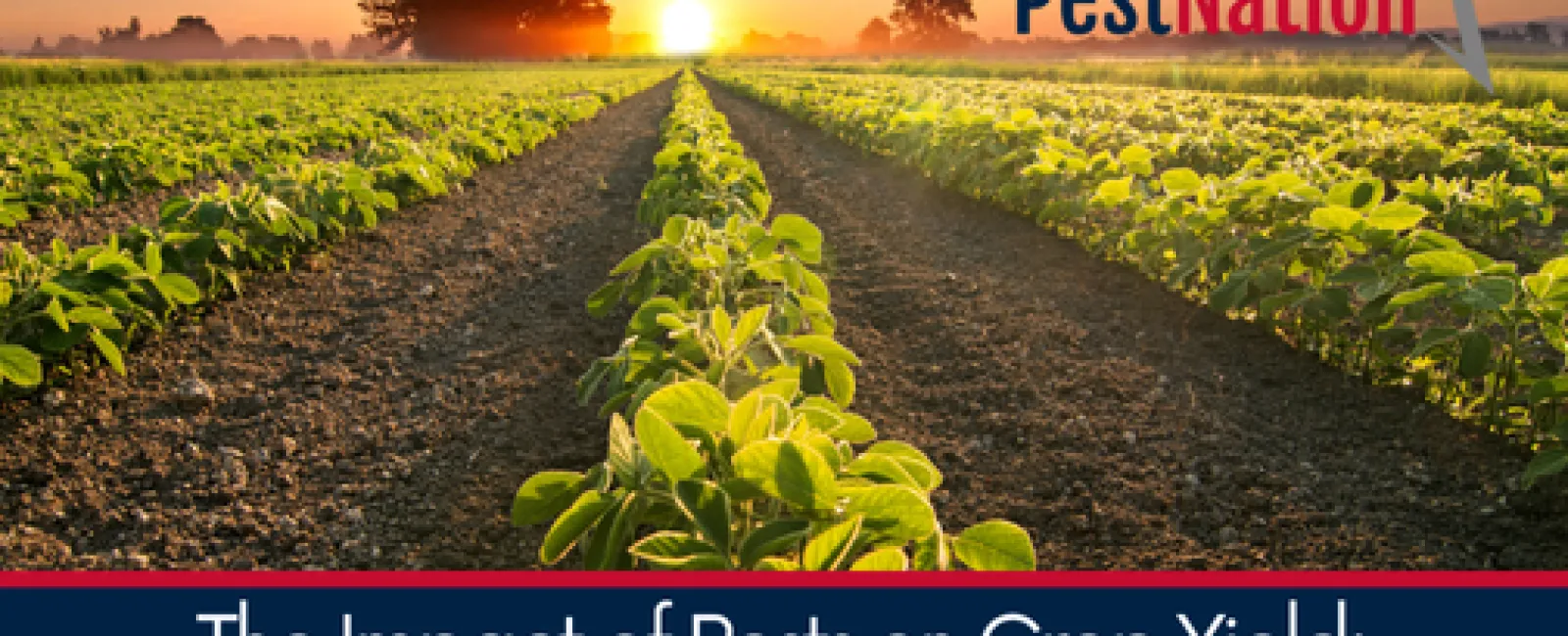 The Impact of Pests on Crop Yield: Agricultural Pest Control