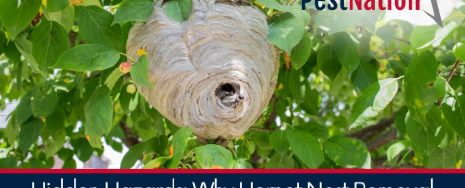 Hidden Hazards: Why Hornet Nest Removal Requires a Professional Touch