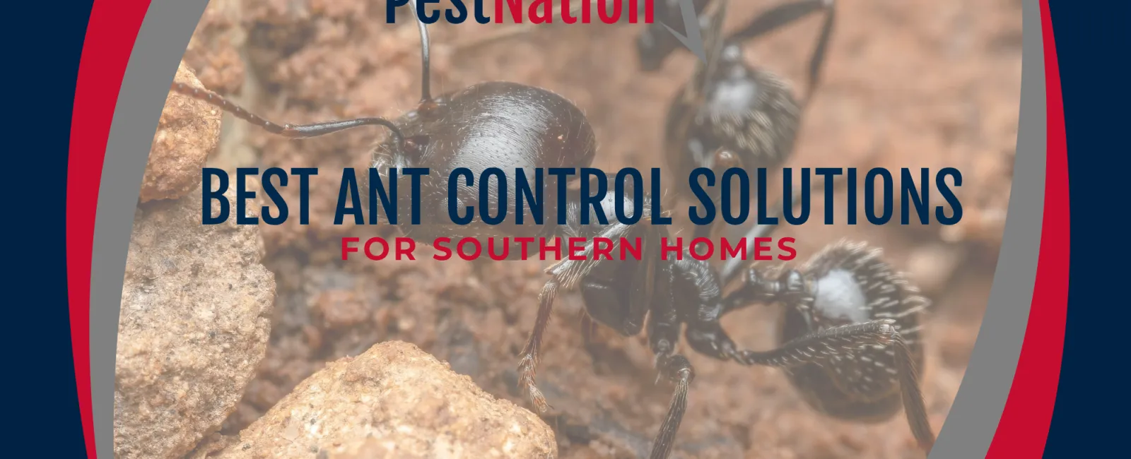 Best Ant Control Solutions for Southern Homes