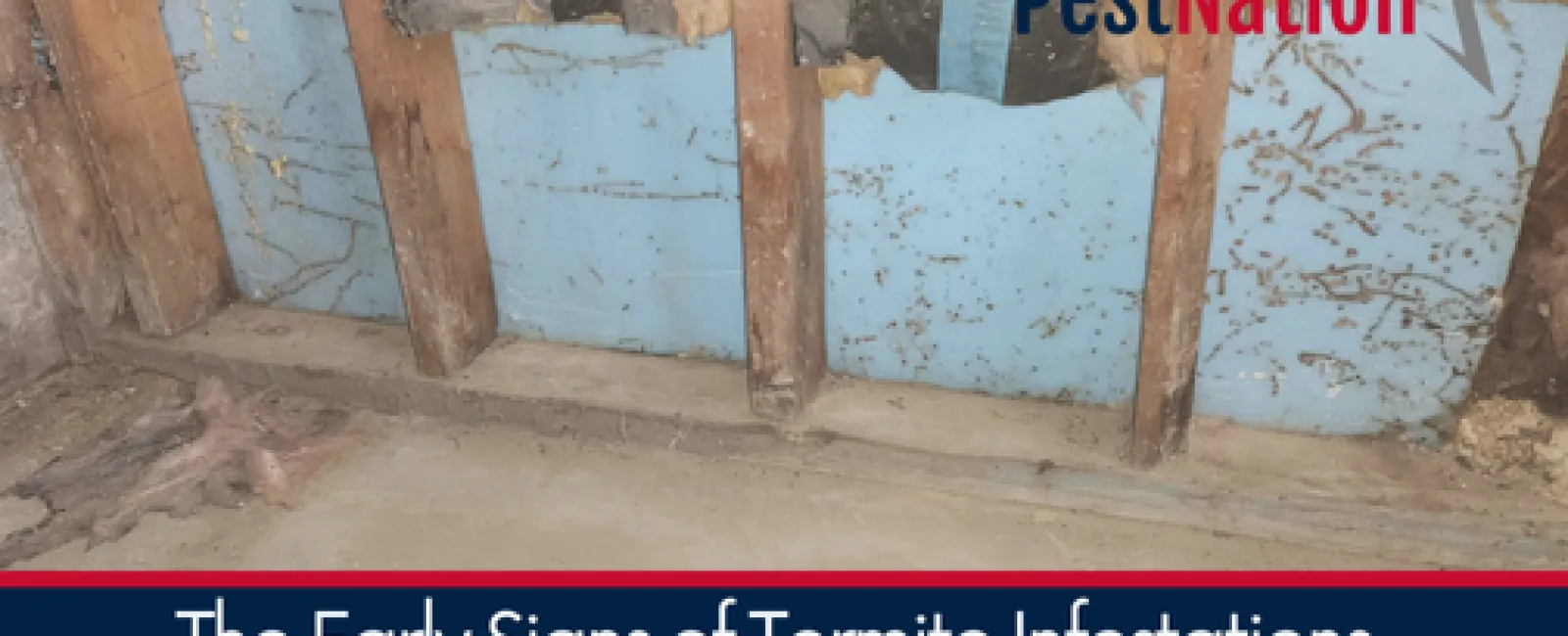 The Early Signs of Termite Infestations in Your Home