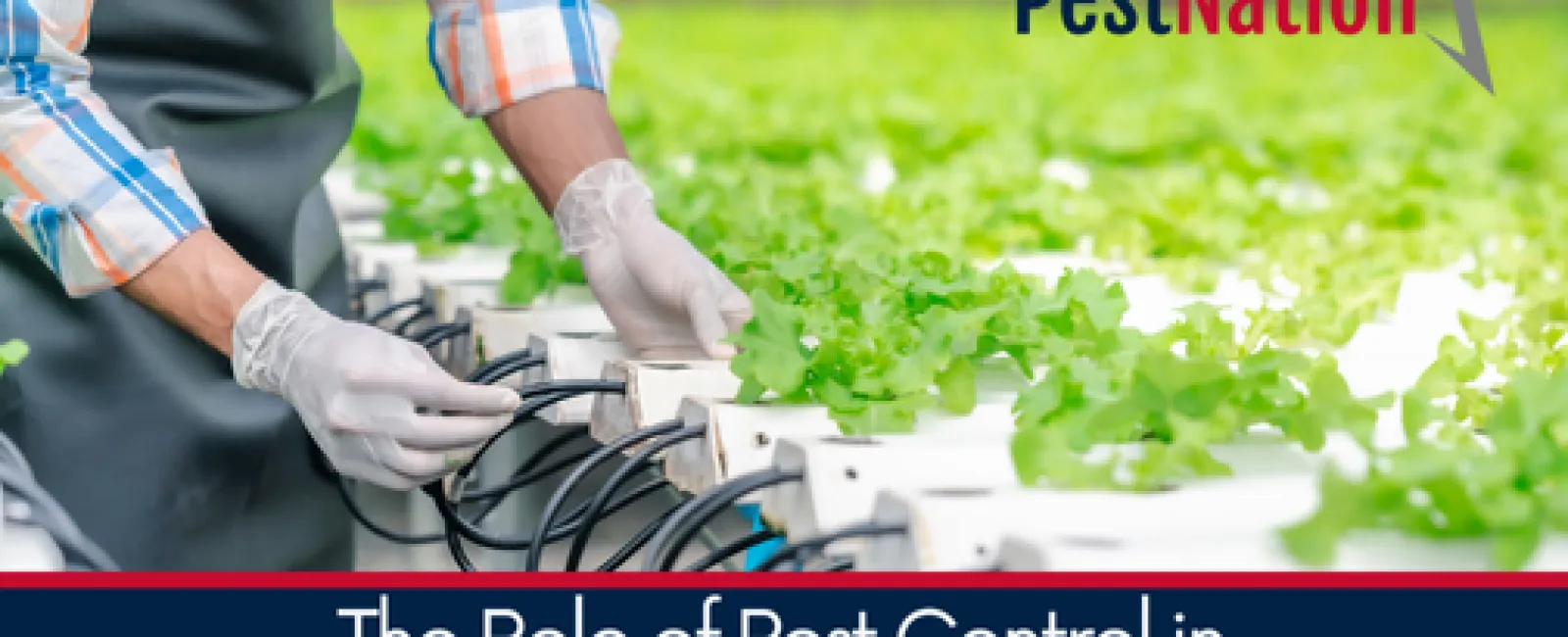 The Role of Pest Control in Sustainable Agriculture