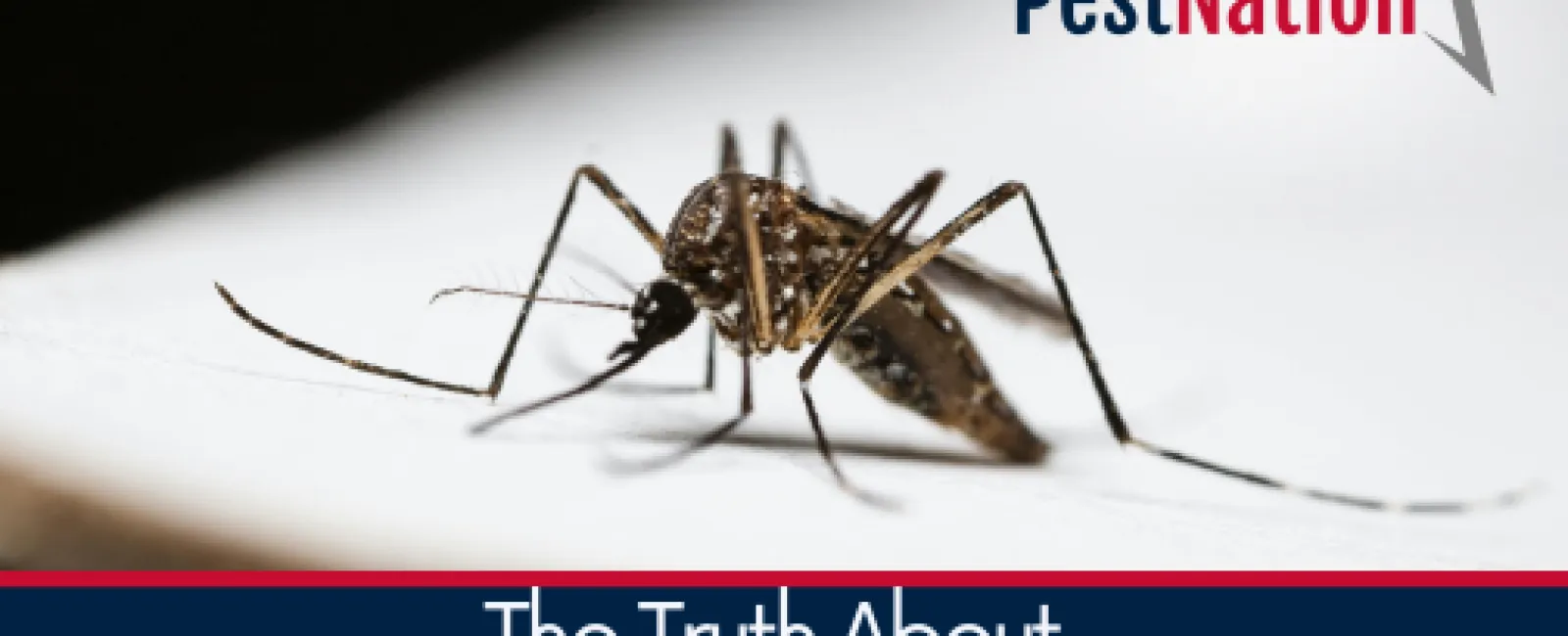 Close-up of a mosquito on a white surface with PestNation logo and text about overwintering pests in homes.