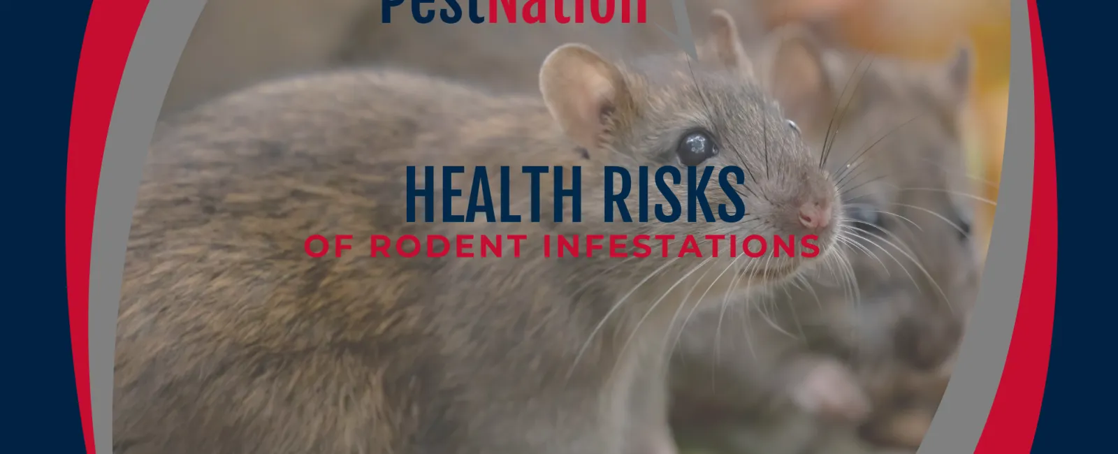 Health Risks of Rodent Infestations