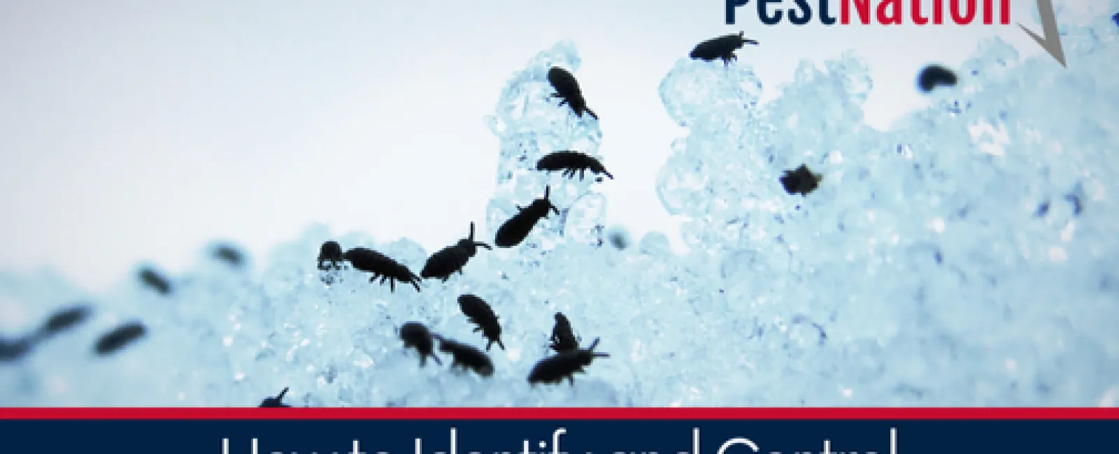 How to Identify and Control Flea Infestations in Homes
