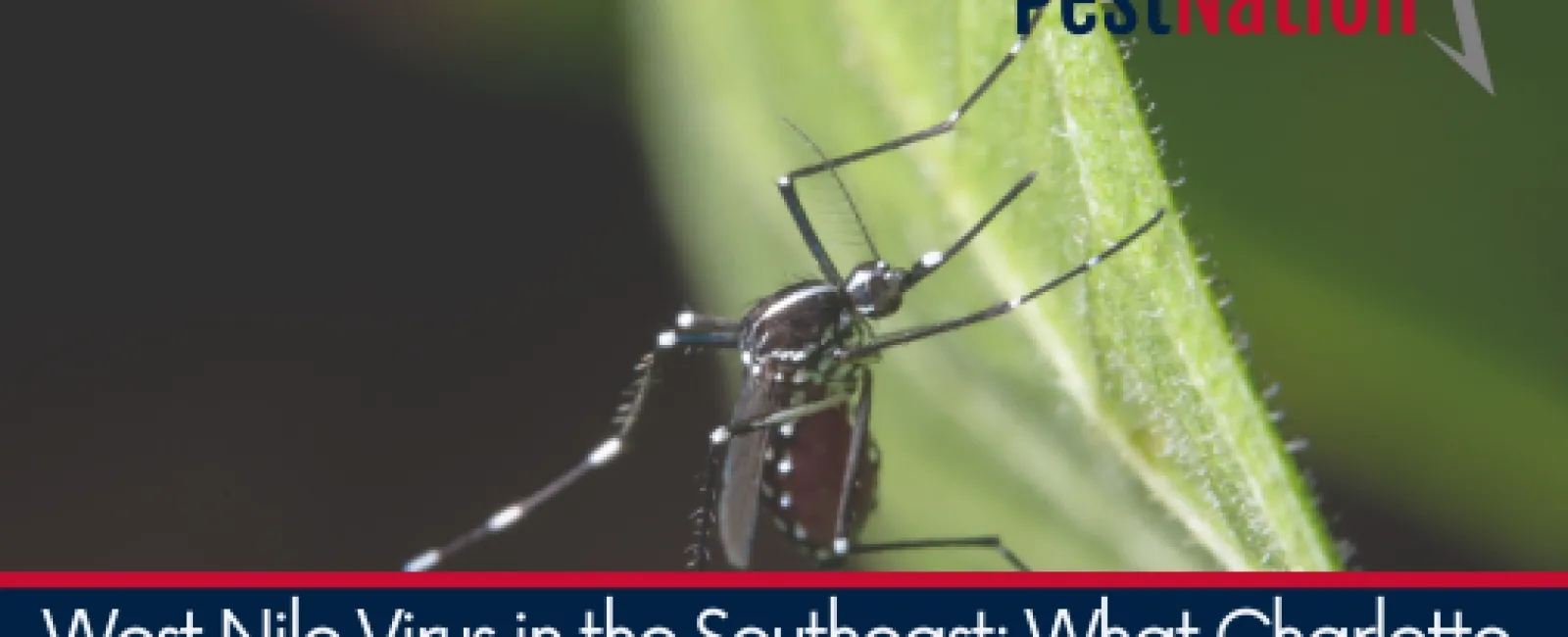 West Nile Virus in the Southeast: What Charlotte, Charleston, and Atlanta Residents Should Know
