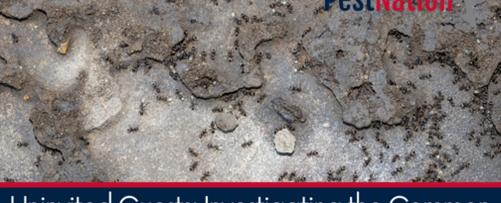 Uninvited Guests: Investigating the Common Causes of Ant Infestations in Homes