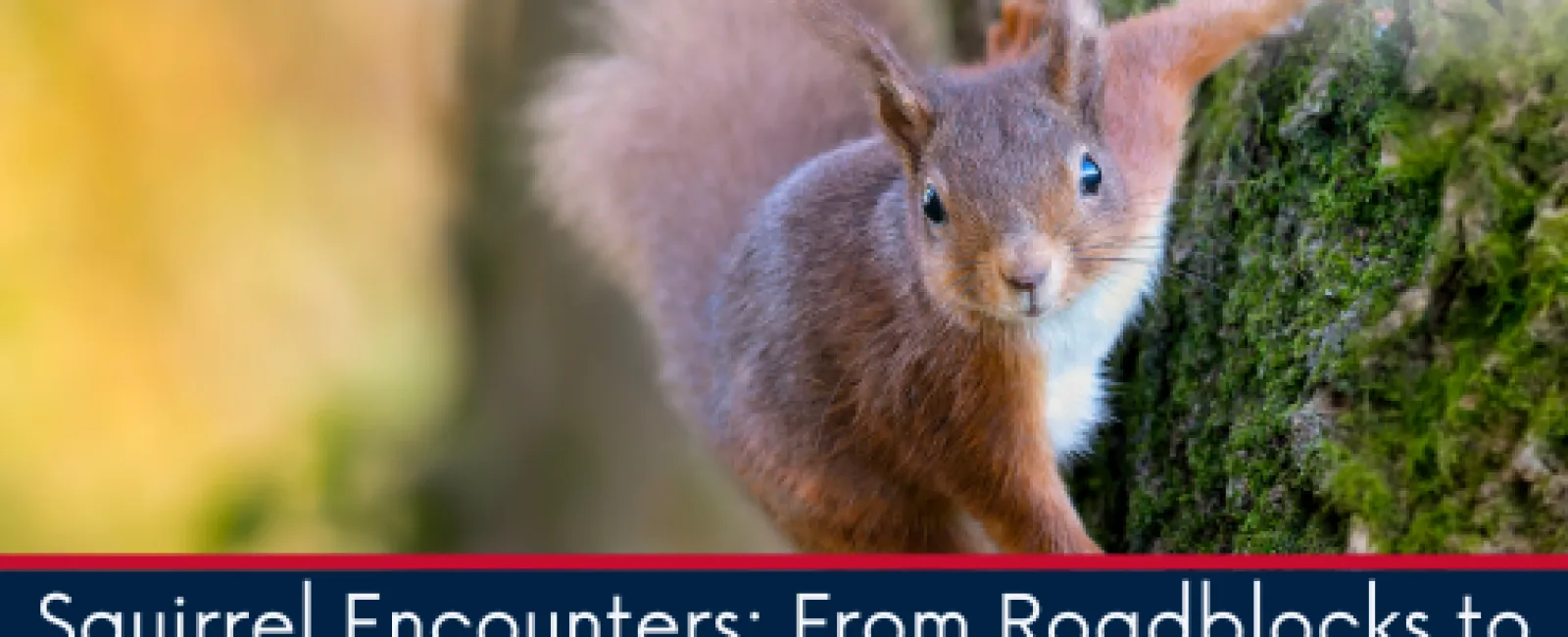 Squirrel Encounters: From Roadblocks to Rooflines, How to Protect Your Home