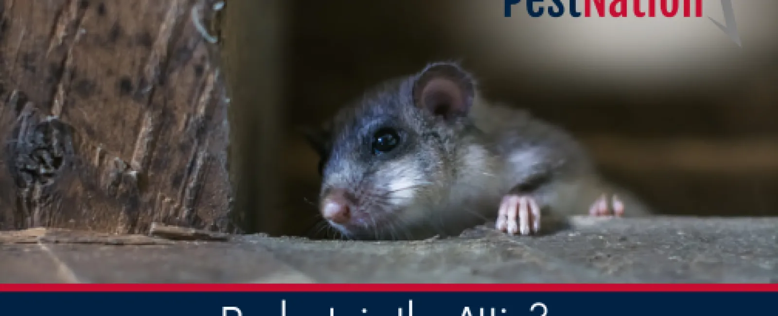 Rodents in the Attic? Why Summer Brings a Surge in Nesting Activity