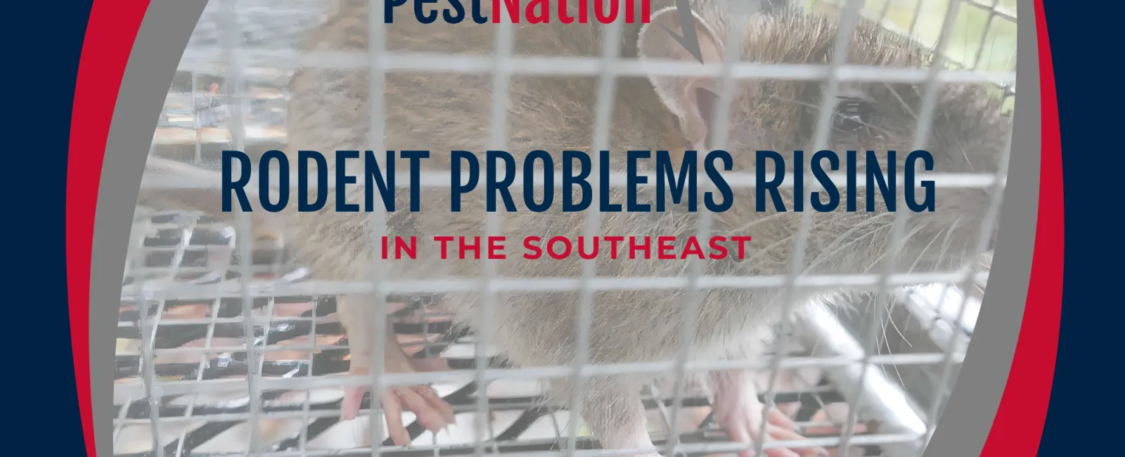 Rodent Problems Rising in the Southeast
