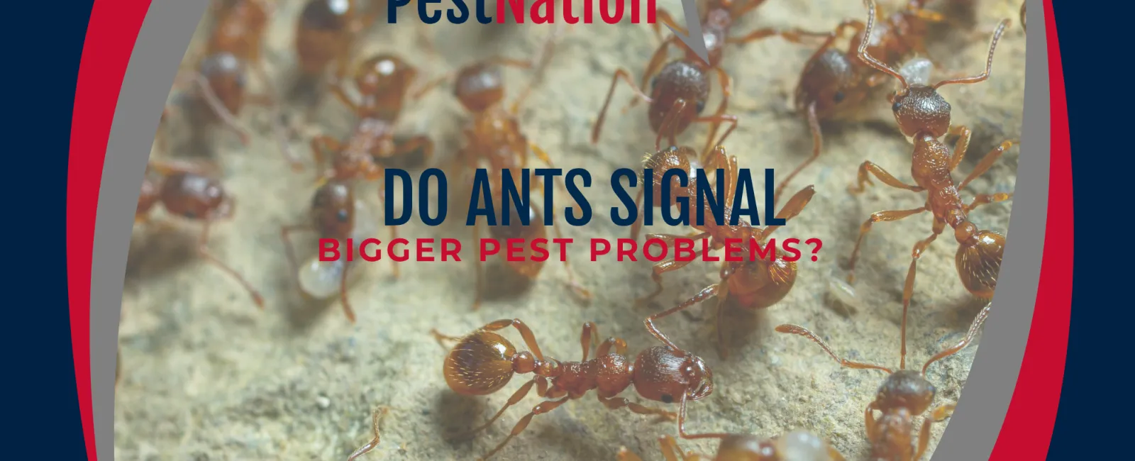Do Ants Signal Bigger Pest Problems?