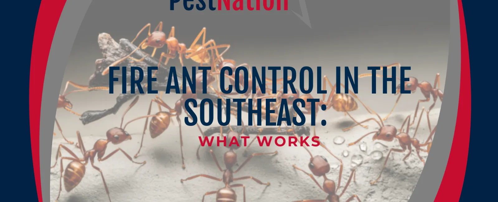 Fire Ant Control in the Southeast: What Works