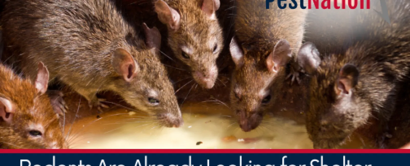 Rodents Are Already Looking for Shelter—Don’t Let It Be Your Home!