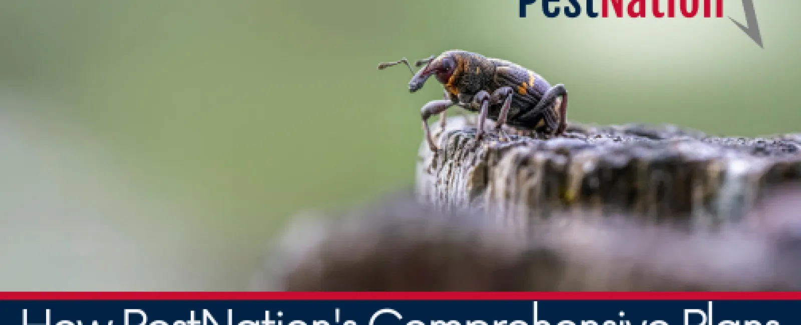 How PestNation's Comprehensive Plans Keep Homes Pest-Free