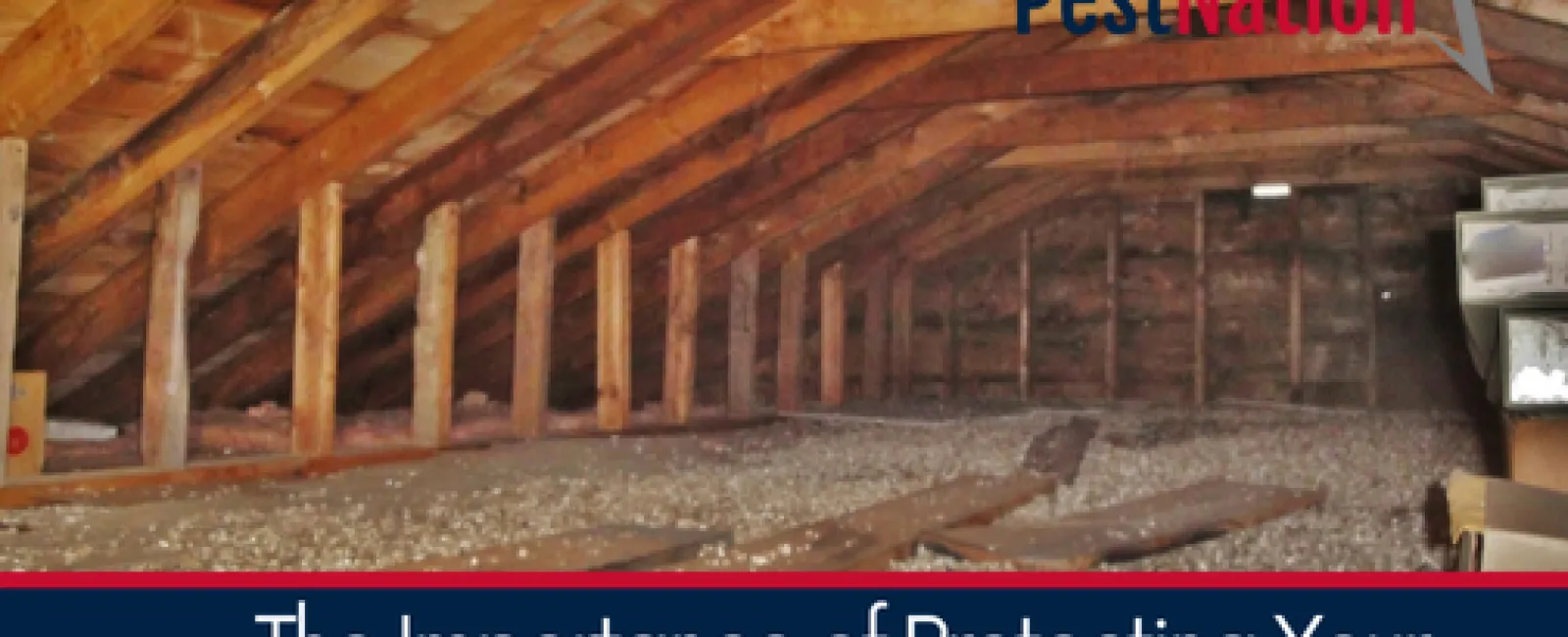 The Importance of Protecting Your Attic Against Wildlife Intruders