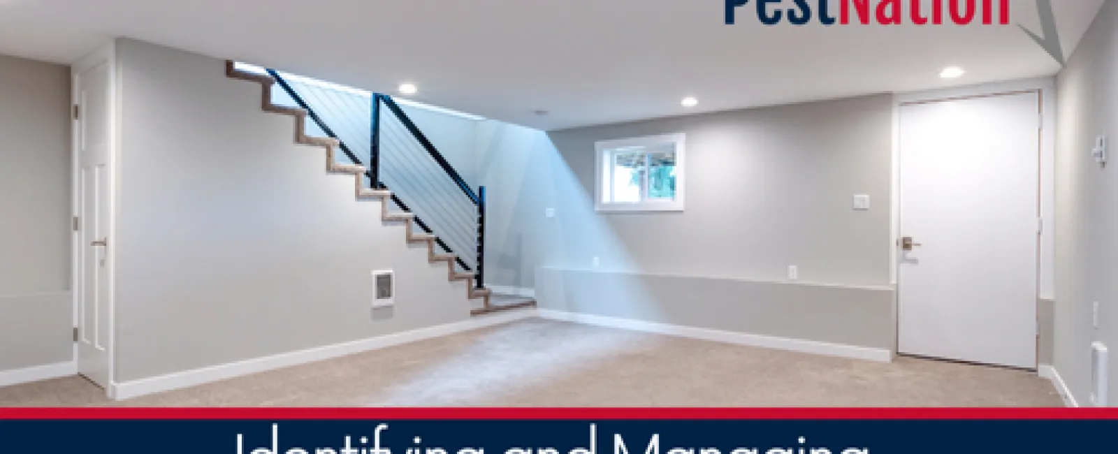 Identifying and Managing Pest Infestations in Basements