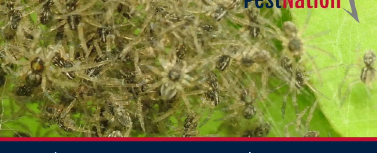 Why Do You See More Spiders in May?