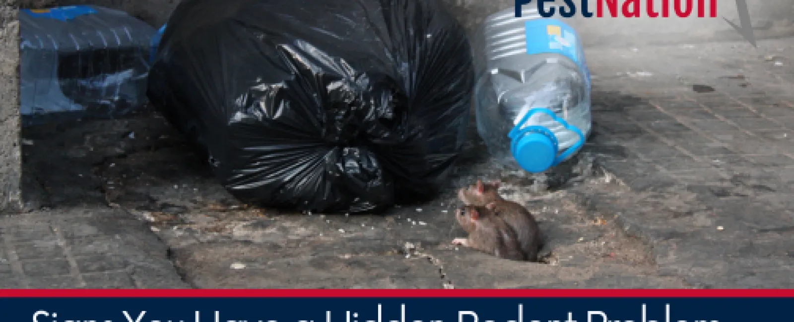 Signs You Have a Hidden Rodent Problem  – How to detect an infestation early.