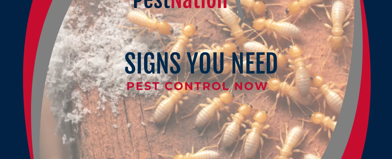 Signs You Need Pest Control Now