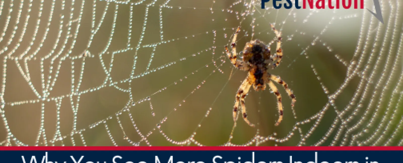 Why You See More Spiders Indoors in Late Summer