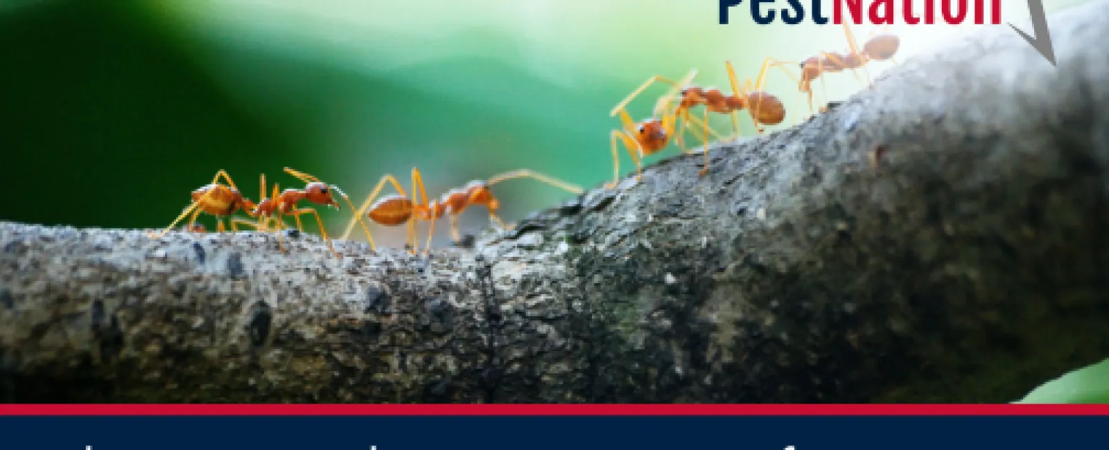 Why Ants Invade Homes More Often in August