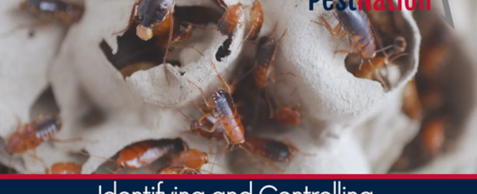 Identifying and Controlling Cockroach Infestations