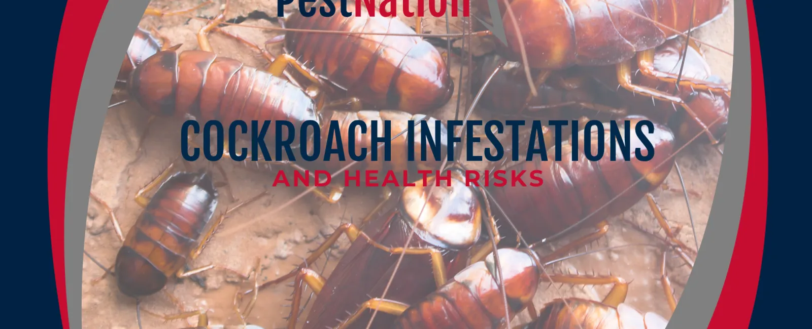 Cockroach Infestations and Health Risks