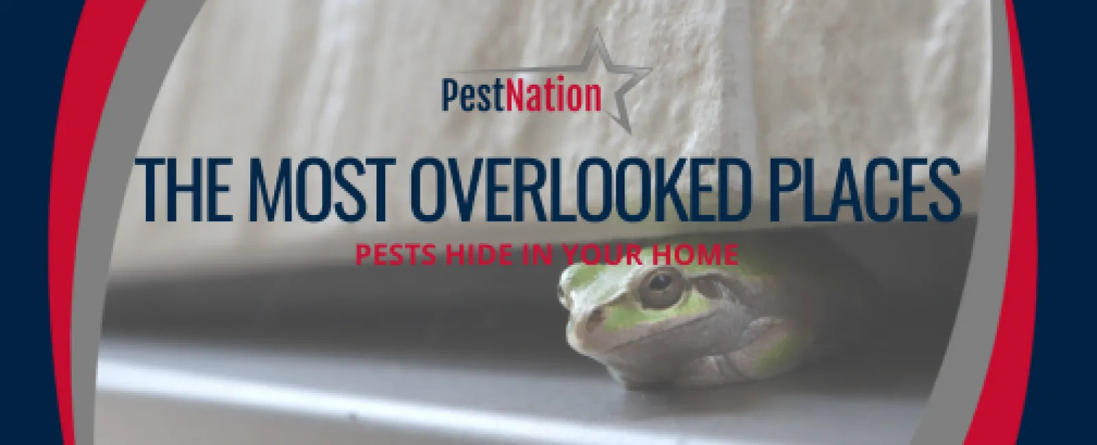 The Most Overlooked Places Pests Hide in Your Home