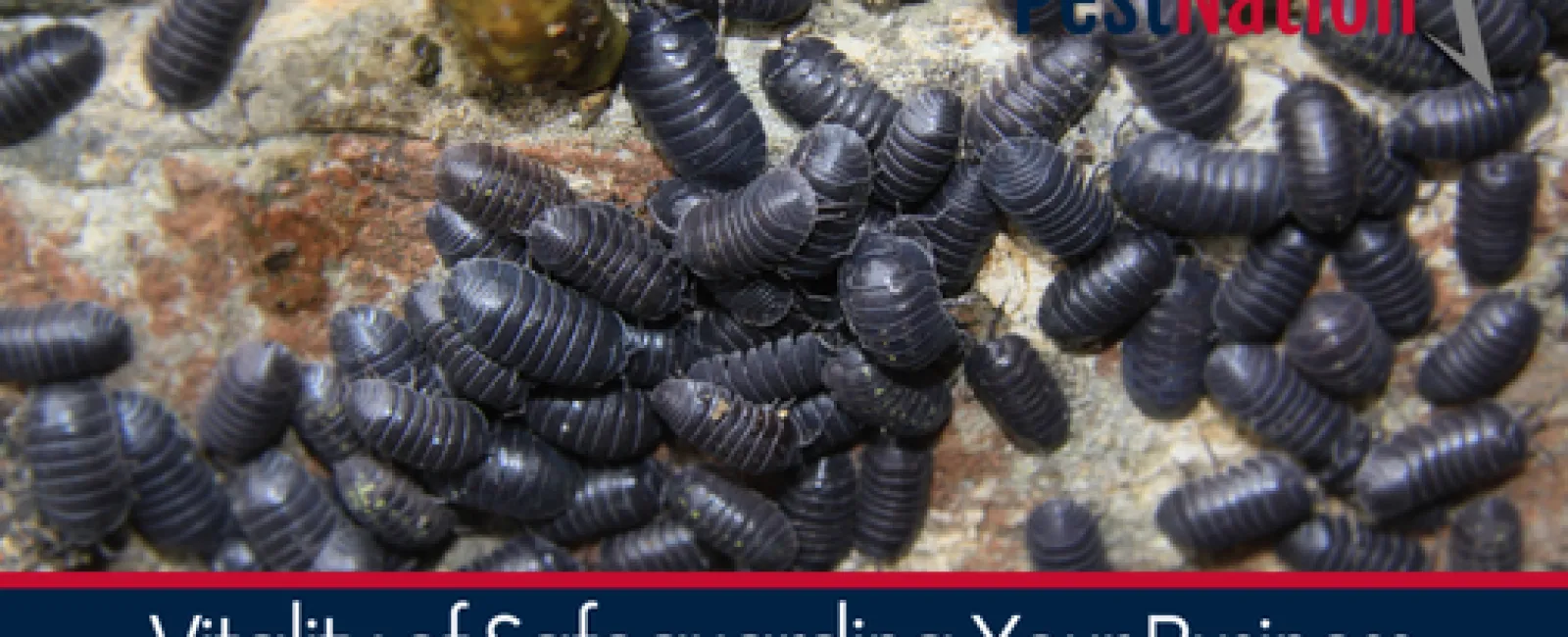 Vitality of Safeguarding Your Business Against Pest Infestations