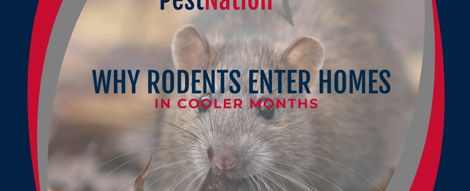 Why Rodents Enter Homes in Cooler Months