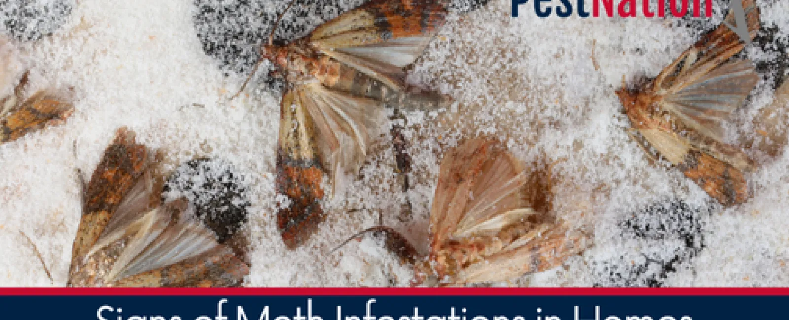 Signs of Moth Infestations in Homes and How to Deal with Them