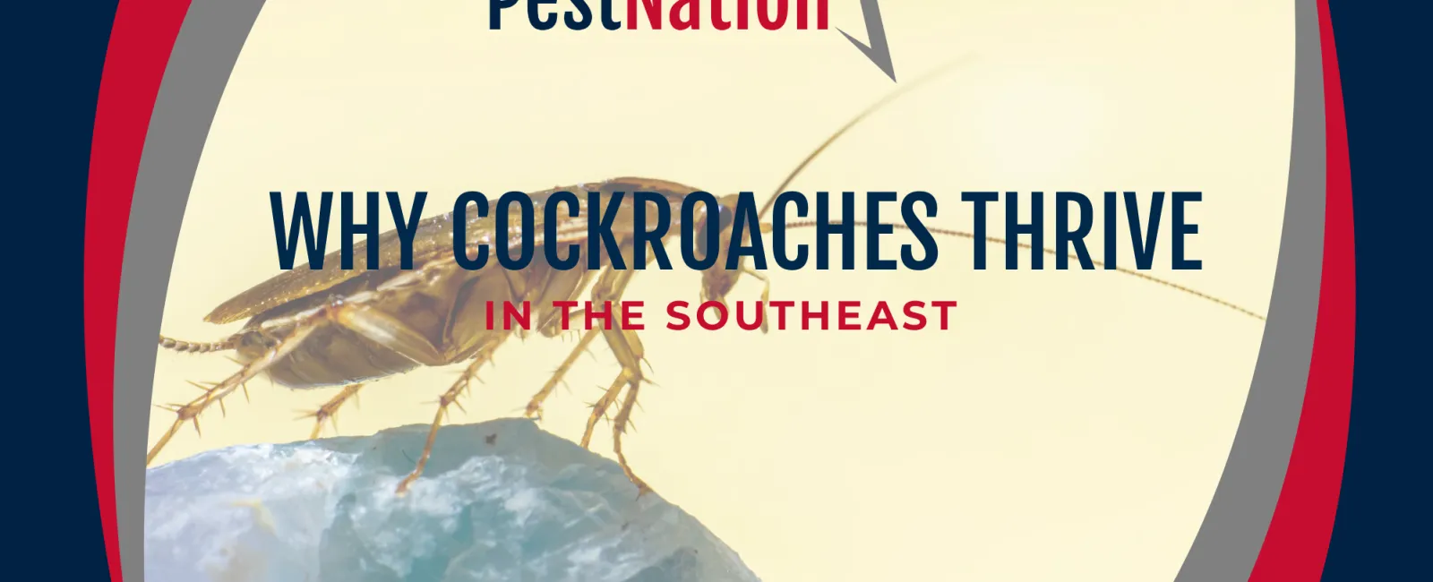 Why Cockroaches Thrive in the Southeast