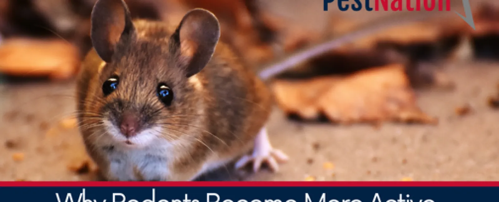 Why Rodents Become More Active in Early Spring