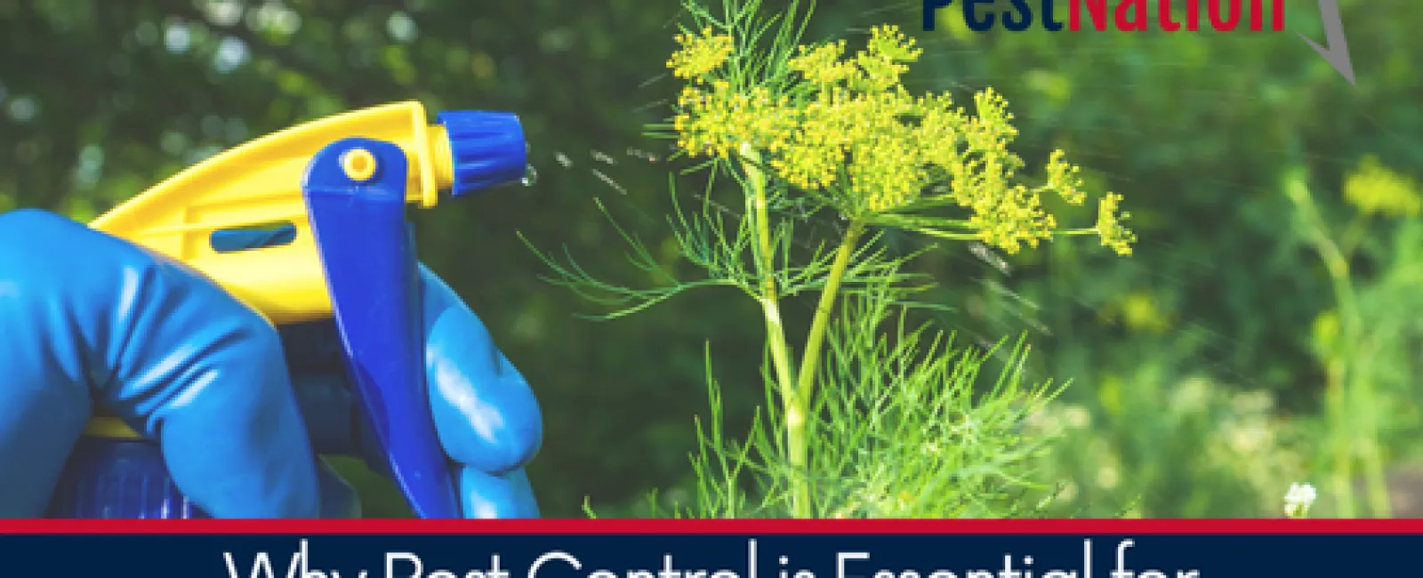 Why Pest Control is Essential for Homeowners in 2025