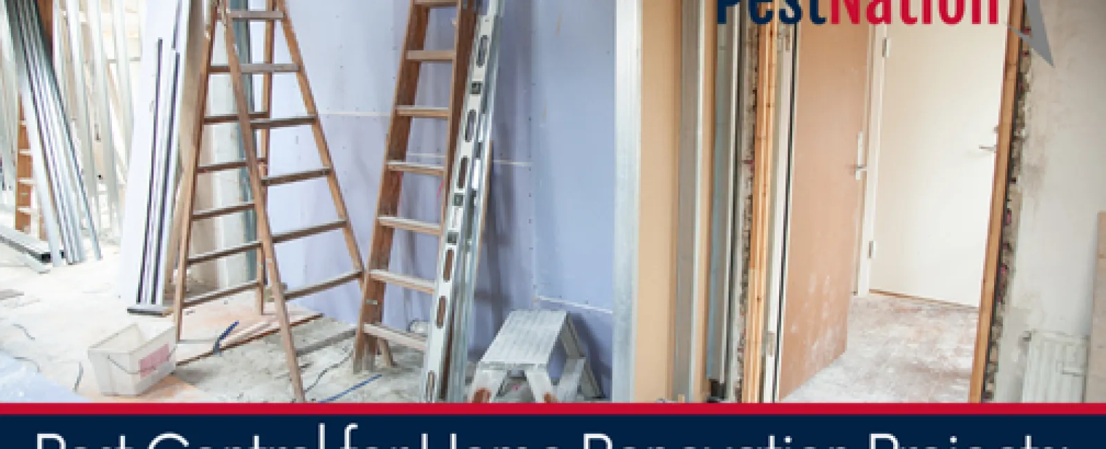 Pest Control for Home Renovation Projects: What to Consider