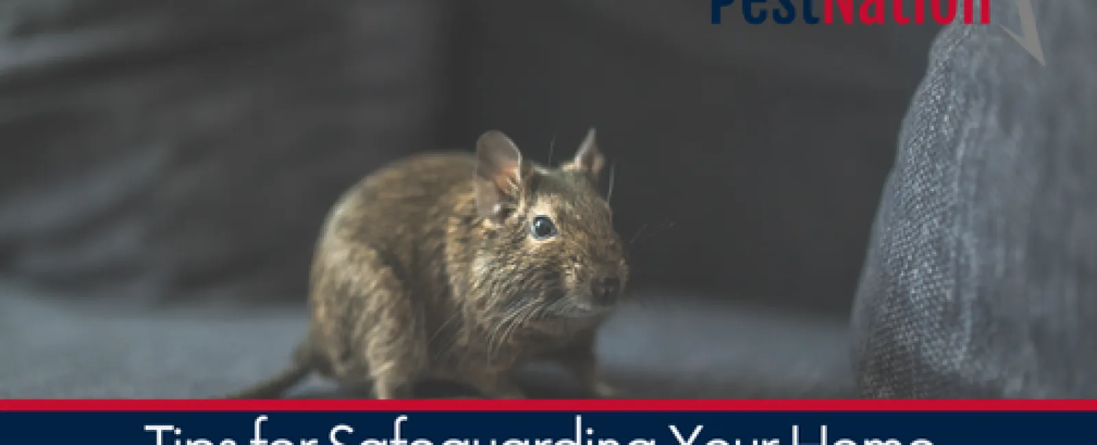 Tips for Safeguarding Your Home Against Rodent Intruders